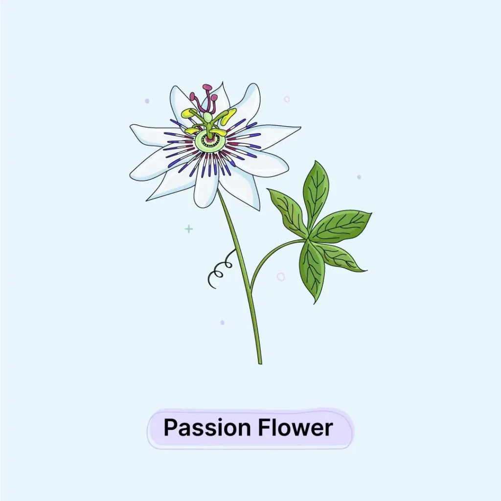 Passion Flower Herb Passion-Flower-Herb
