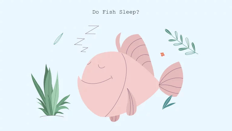 xxx Do fish sleep illustration of fish sleep