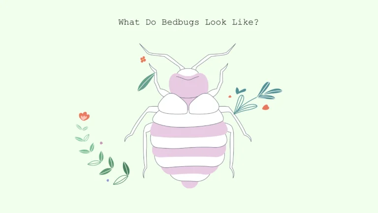xxx What do bedbugs look like what do bed bugs look like